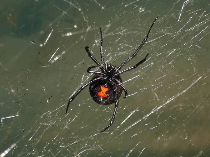black widow spider hanging in it's web inside a new jersey garage