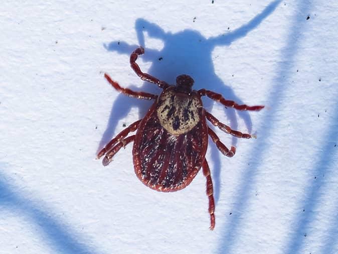 brown dog tick on a sunny kitchen wall in new jersey