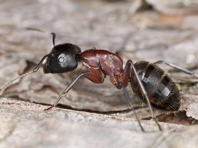 carpenter ant crawling on floor inside NJ home