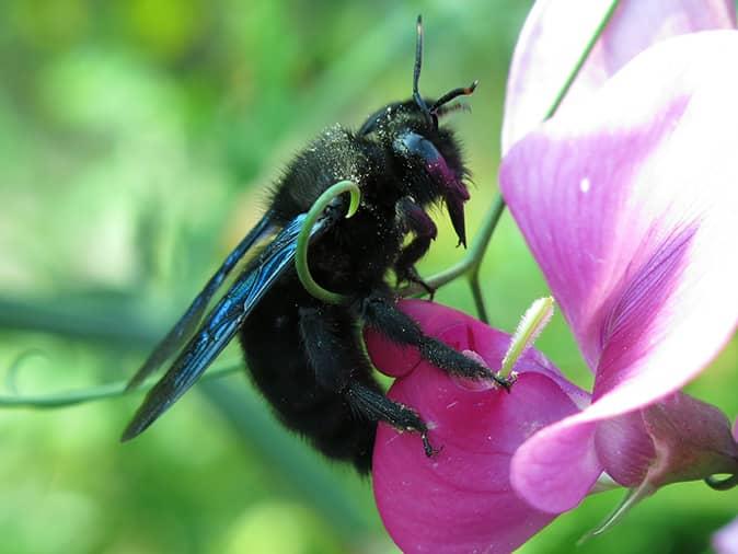 carpenter bee on a flower outside a chatham home