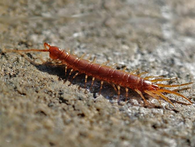centipede on a new jersey driveway