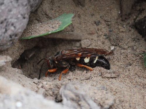cicada killer wasp burrowing in new jersey yard