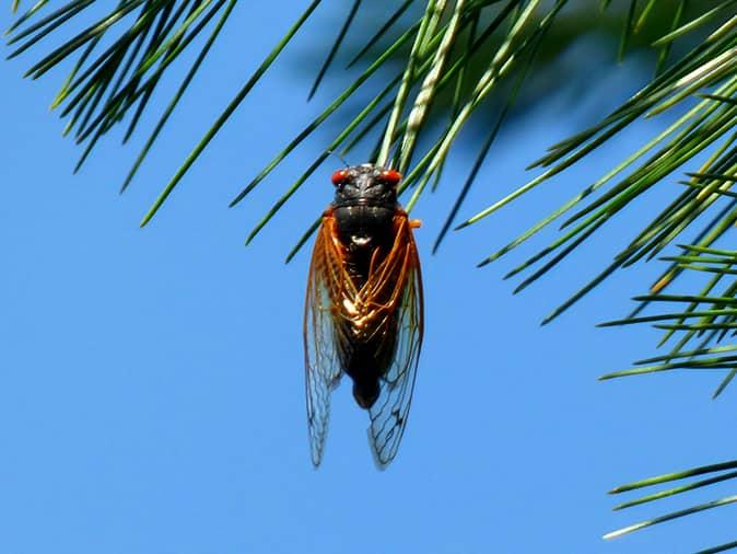 cicada hanging from a tree on new jersey property