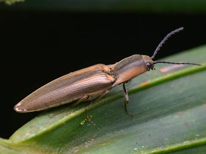 how-to-get-rid-of-house-beetles-naturally-getridofallthings