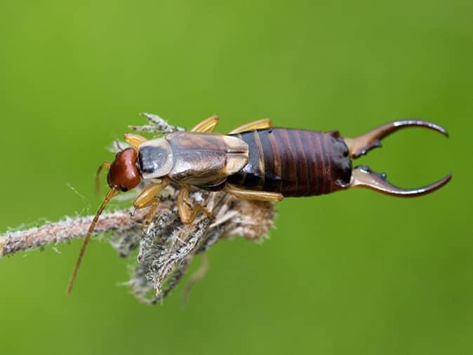 earwig on a flower outside a new jersey home looking for an entry point