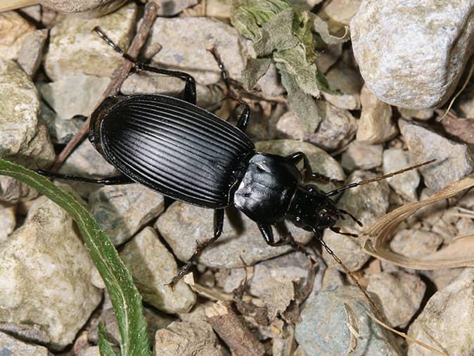 ground beetle on a stone patio outside a new jersey home