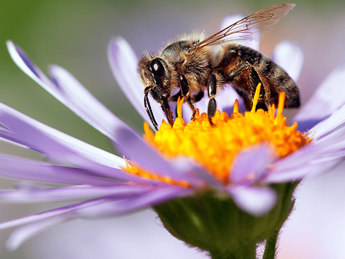 honey bee on a flower in new jersey flower garden