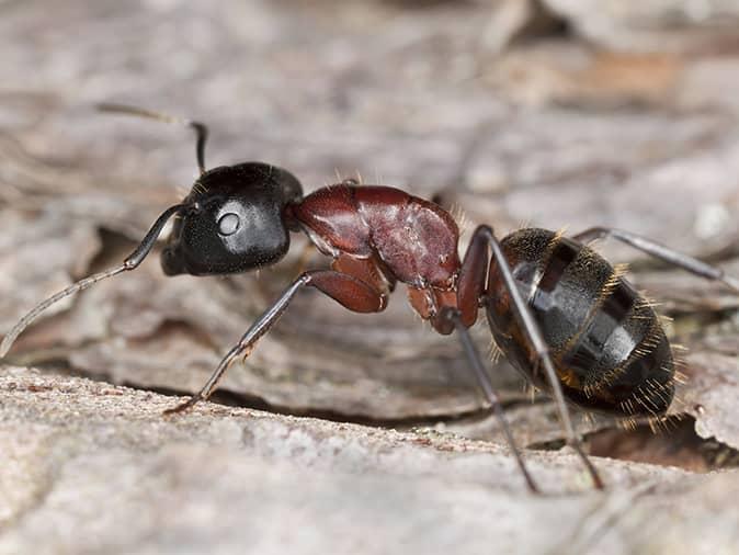 What Does A Carpenter Look Like up close of a carpenter ant inside a new jersey home