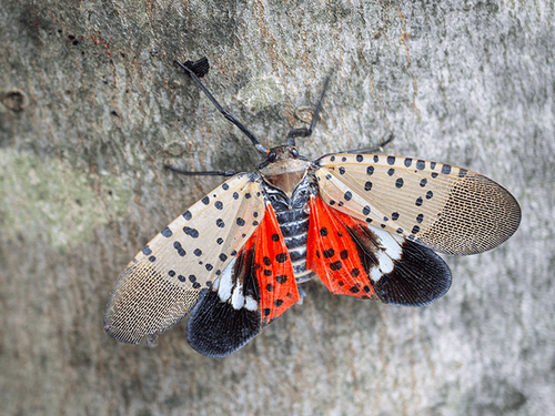 spotted lanternfly on a tree outside a new jersey home