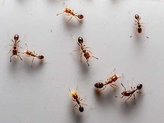 odorous house ants on new jersey bathroom floor