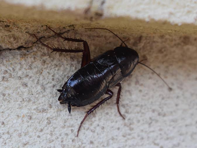 The Ultimate Guide To Oriental Cockroaches In New Jersey oriental cockroach in a new jersey bathroom hiding under a sink