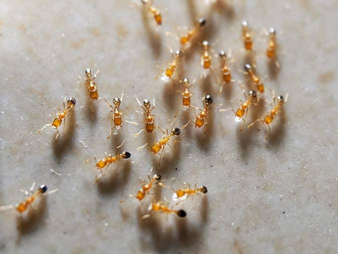pharaoh ant colony in new jersey home searching for food