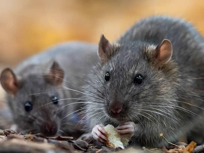 Comprehensive Roof Rat Guide two roof rats outside of a new jersey home