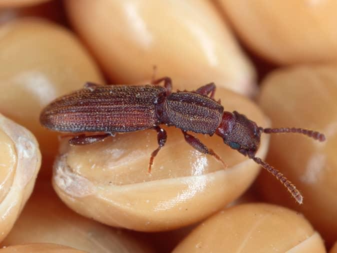 sawtoothed grain beetle up close inside a new jersey pantry