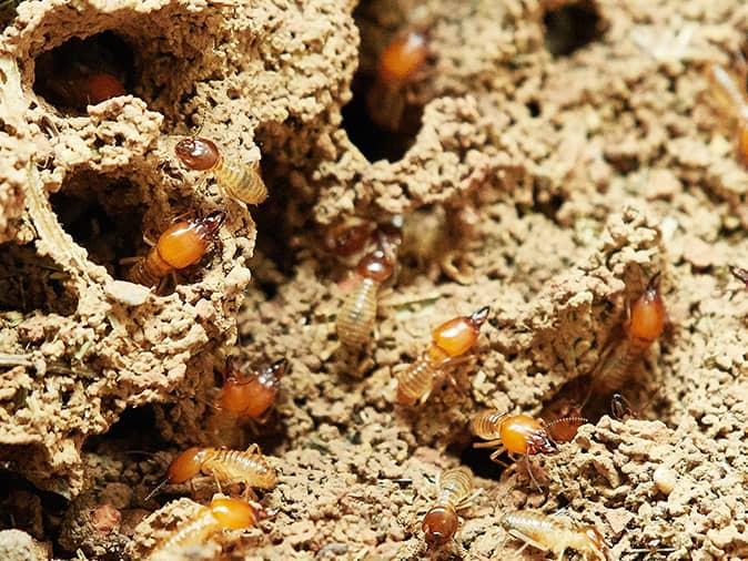 termites caught in termidor barrier