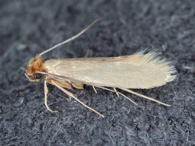 An Overview Of Webbing Clothes Moths In New Jersey webbing cloth moth on a shirt in a new jersey closet