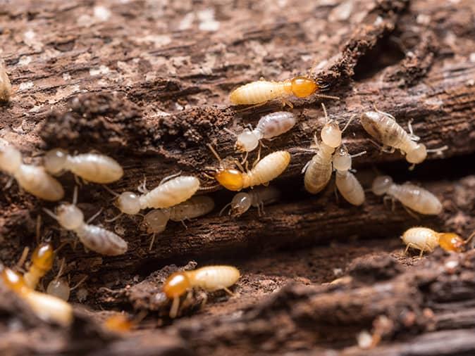 What Are Other Dangers That Termites Pose To New Jersey Businesses termite colony inside a new jersey business