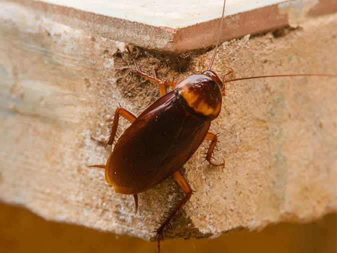 Types Of Roaches In House