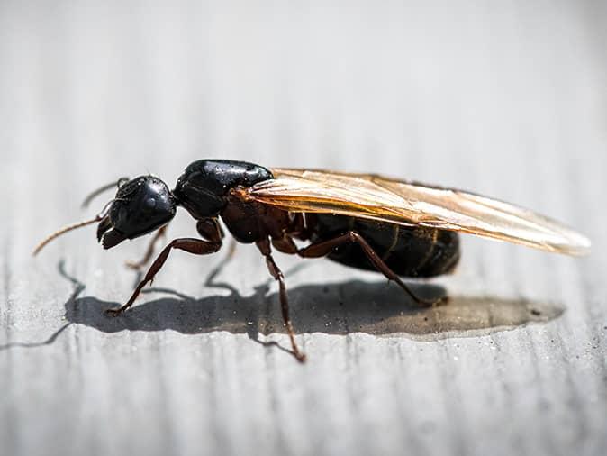 Winged Ants In New Jersey Means Your Carpenter Ant Infestation Could Be Getting Worse winged ant outside a new jersey home