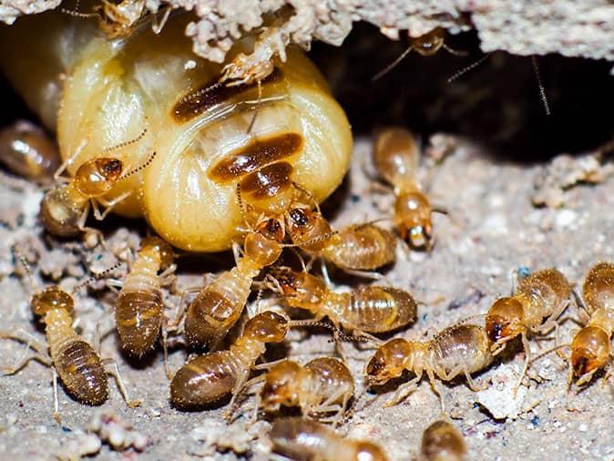 termite workers surround a primary termite queen in bergen county nj