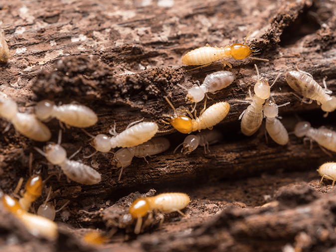 look at termites inside a new jersey home