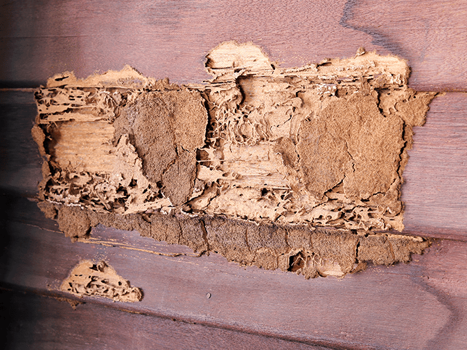 exposed termite damage on paramus nj home