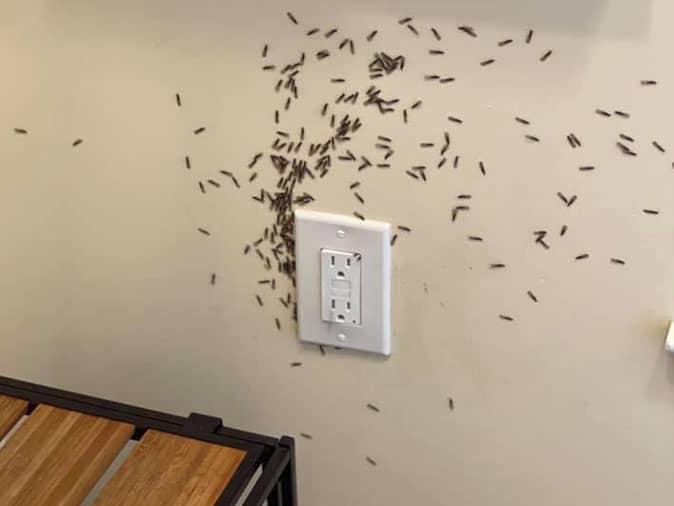termites swarming out of wall outlet in new jersey home