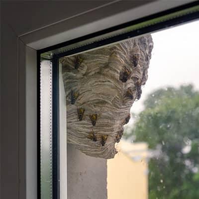 wasp nest built on the eave of a structure