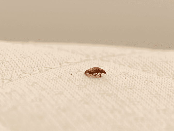 bed bug on mattress inside a new jersey home
