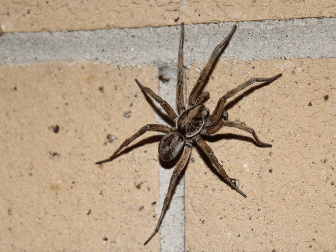 wolf spider in morris county, nj