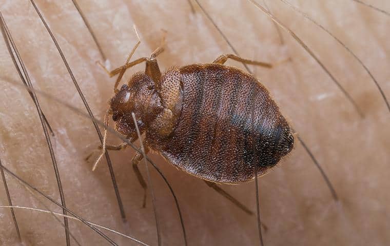 bed bug resting on the skin of a colleyville texas resident