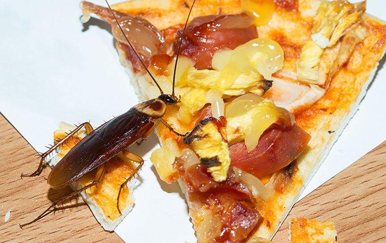 an american cockroach eating pizza