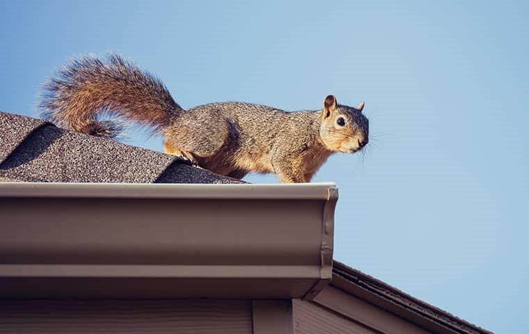 squirrel found on the roof of a home