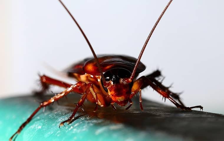 Blog - Why Professional Cockroach Control Is Worth It