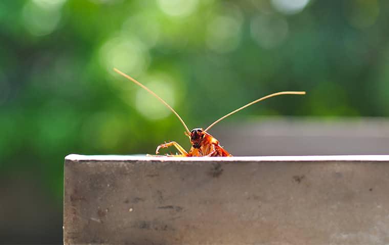 a red tinted cockroach pearing over a ledge durring the day time on the porch of a dallas texas home