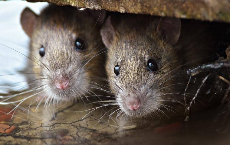 Blog - Difference Between Mice And Rats