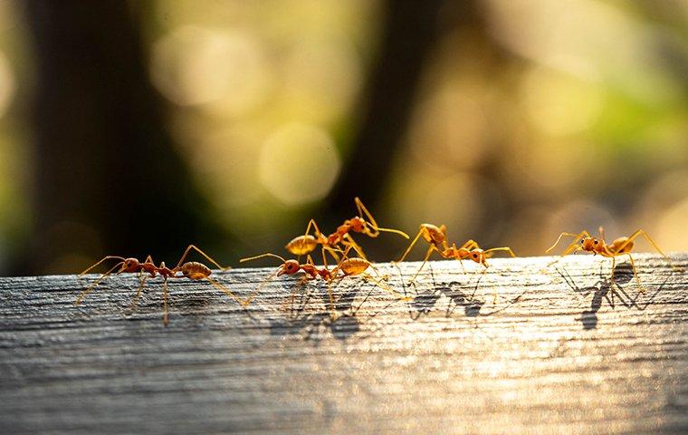 fire ants climbing on a fence