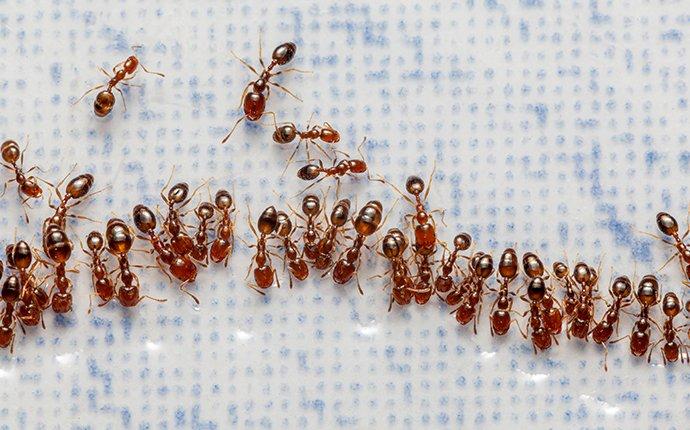 fire ants crawling in a kitchen