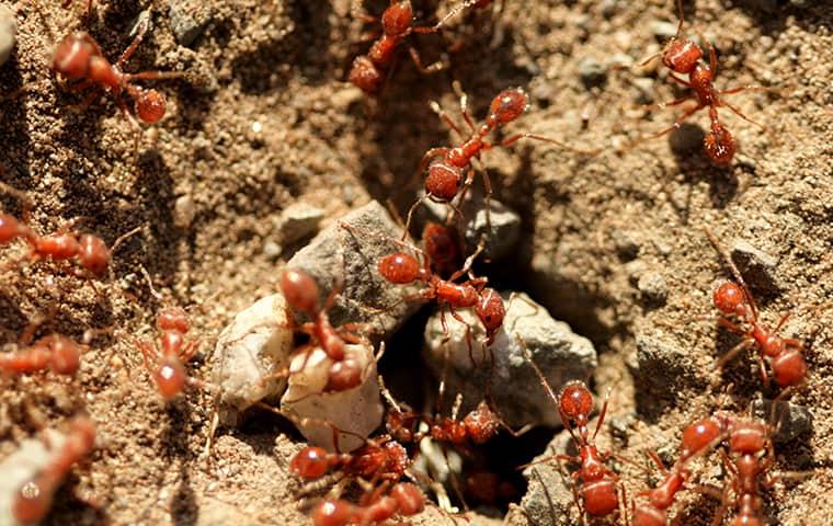 a large colony of fire ants infesting a sand mound in a dallas texas yard