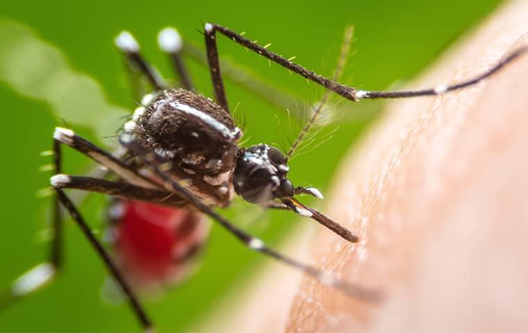 Prepare Your Texas Home For Mosquito Infestation a blood fulled mosquite sucking on the bare skin f a dallas texas resident