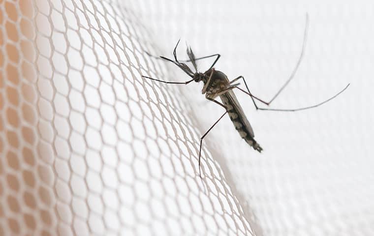 Learn Why Year-Round Mosquito Protection Is The Way To Go a mosquito siting on a mesh surface as it tries to get through to a texas resident