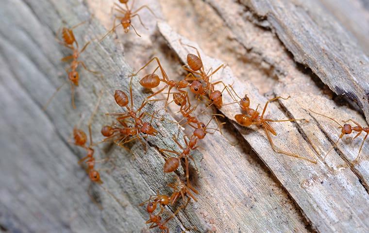 a conlny of fire ants crawling through the cracks of a wooden limb resting in a lewisvile yard