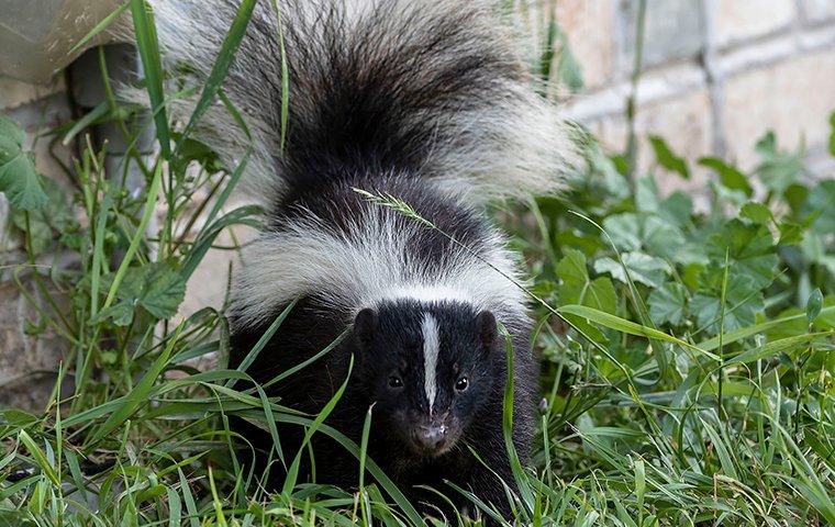 skunk in a yard
