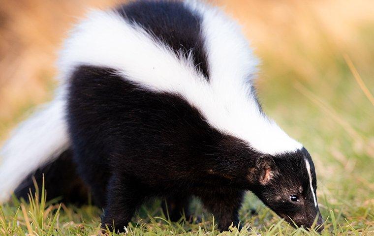 a skunk looking for food in a yard