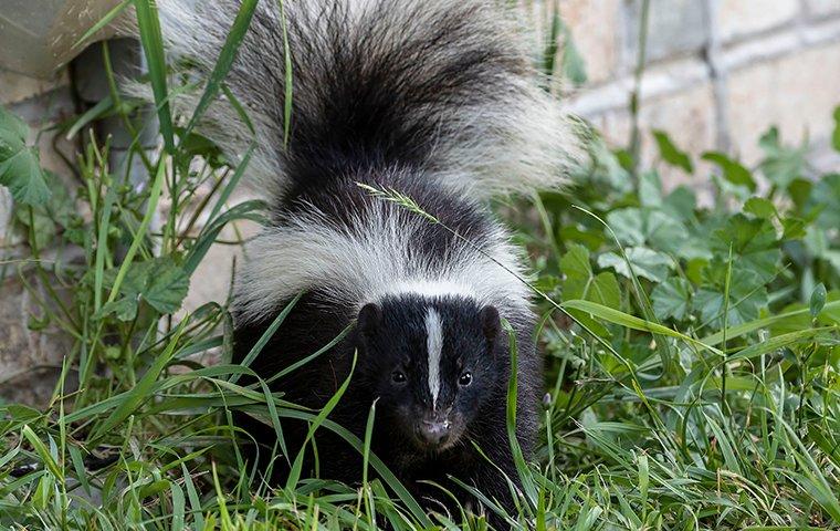 skunk near the foundation of a home