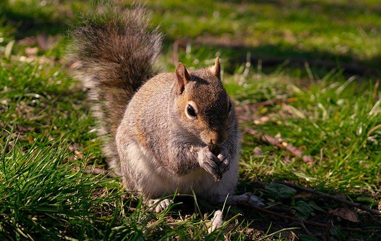 squirrel eating nuts