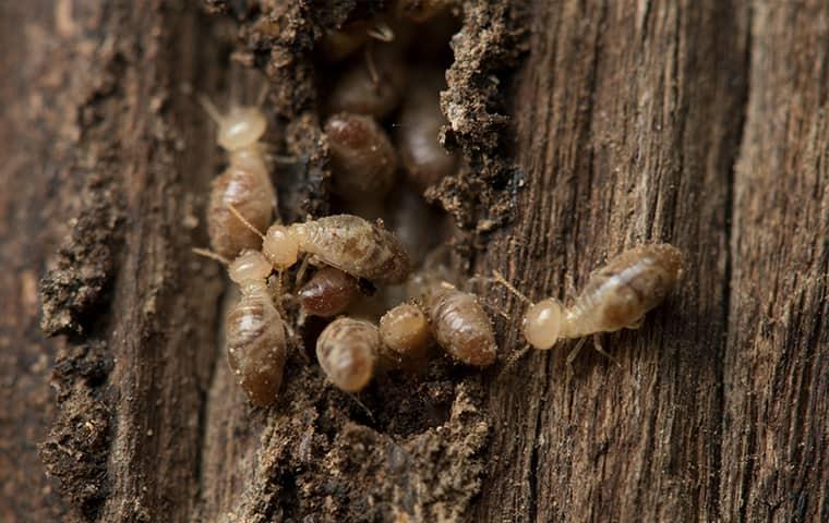 Keep Termites Out Of Your Lewisville Home termites in lewisville texas