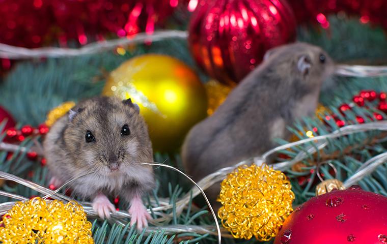 two mice overwintering in christmas decor