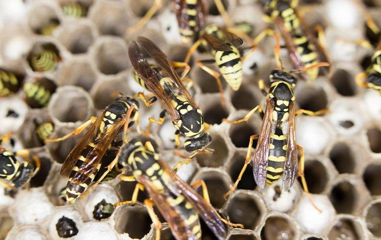 a cluster of yellow jackets on a nest