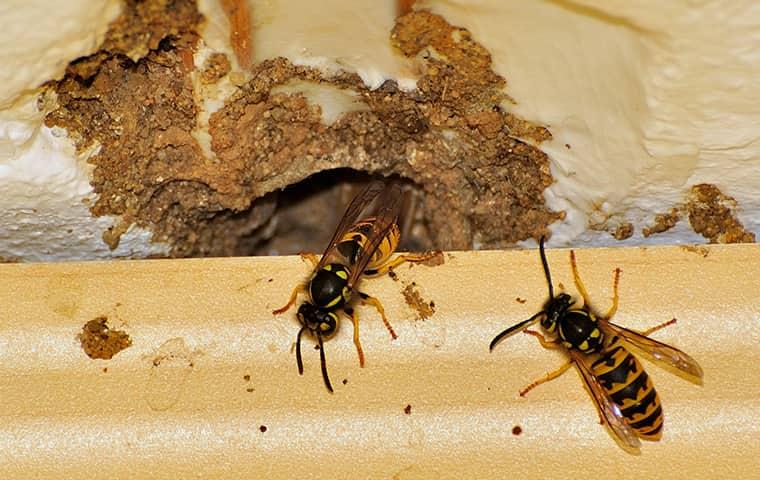 a conlony of yellow jackets swarming through a dallas house and crawling through burrowed wholes in the walls